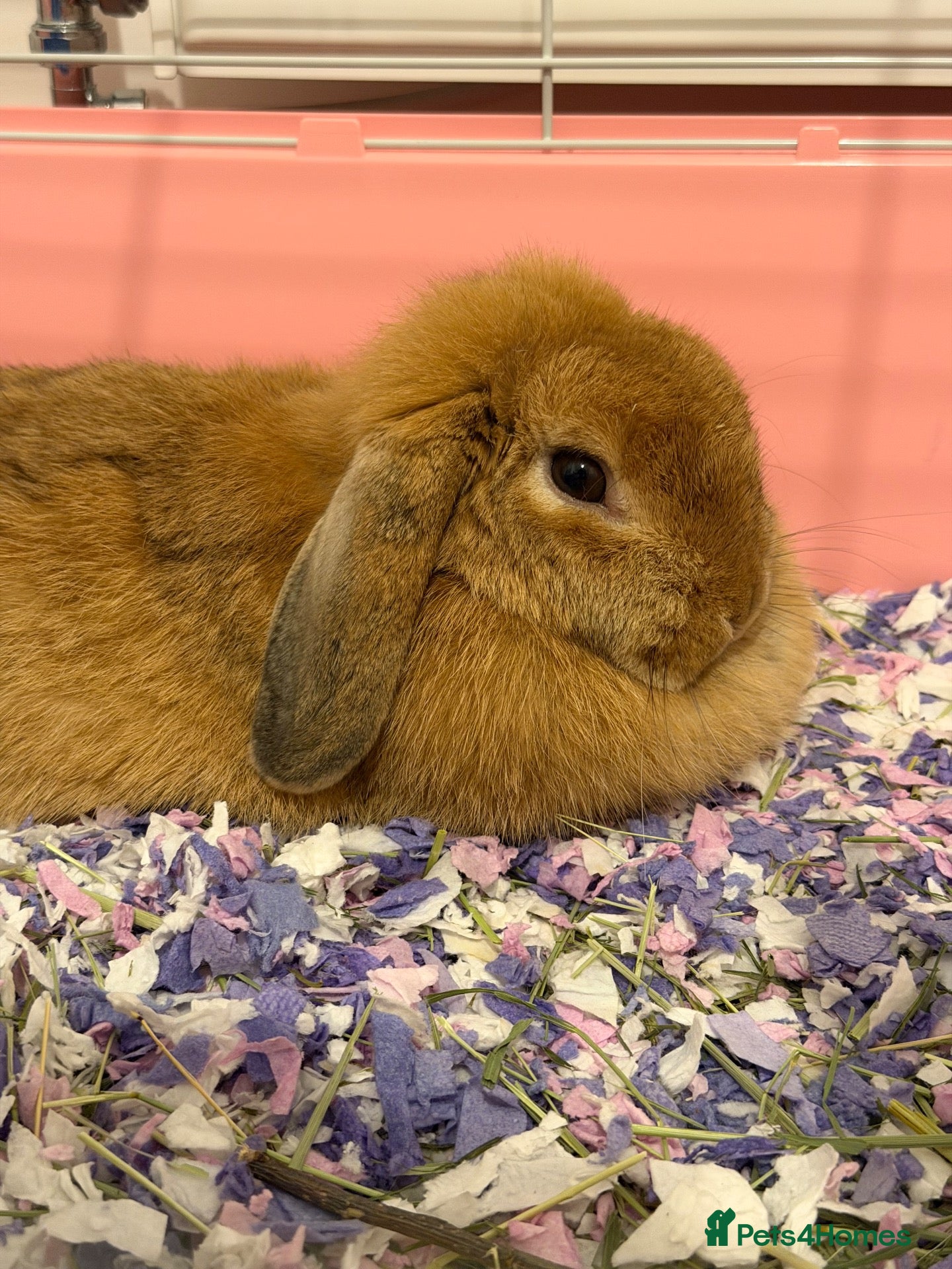 Mini Lop rabbits Female rabbit looking for a loving home - Advert 1