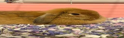 Mini Lop rabbits for sale: Female rabbit looking for a loving home in Southampton - Advert 1