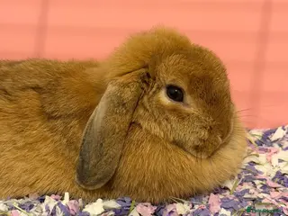 Mini Lop rabbits Female rabbit looking for a loving home - Advert 1