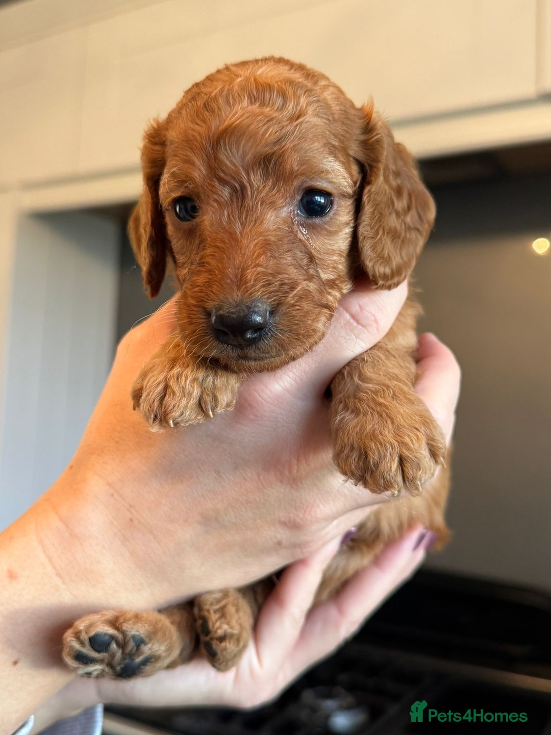 Cockapoo dogs for sale: Stunning litter of F1bb cockapoo’s  - Advert 9