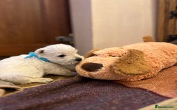 West Highland Terrier dogs for sale: Westie pups  - Image 8