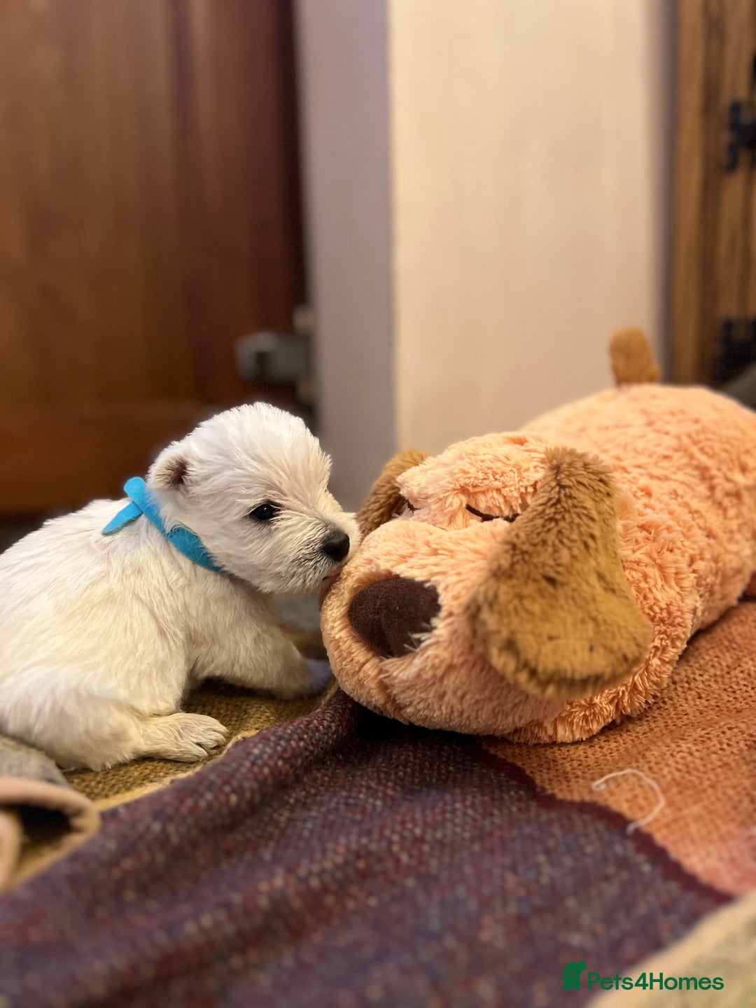 West Highland Terrier dogs for sale: Westie pups  - Image 8