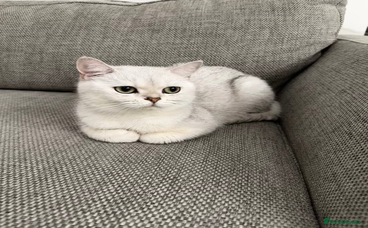 British Shorthair cats for sale - Advert 2