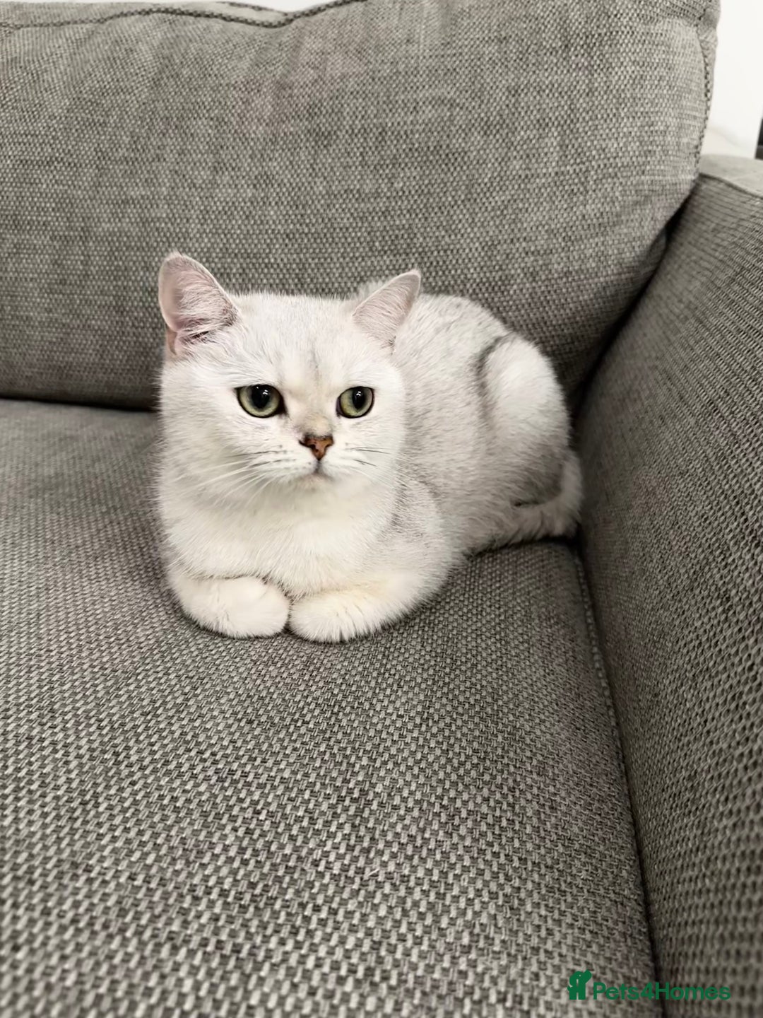 British Shorthair cats for sale: Beautiful British/Scottish girl - regretful sale - Image 1