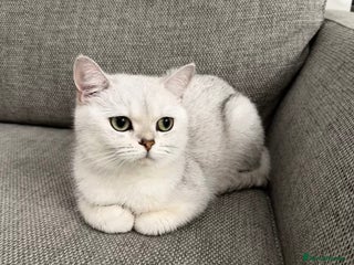 British Shorthair cats - Advert 5