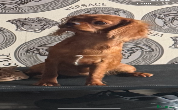 Cavalier King Charles Spaniel dogs - Advert 3