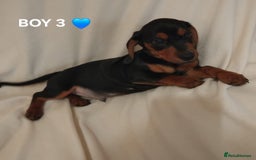 Dachshund dogs for sale: Pedigree miniature dachshunds - Image 13