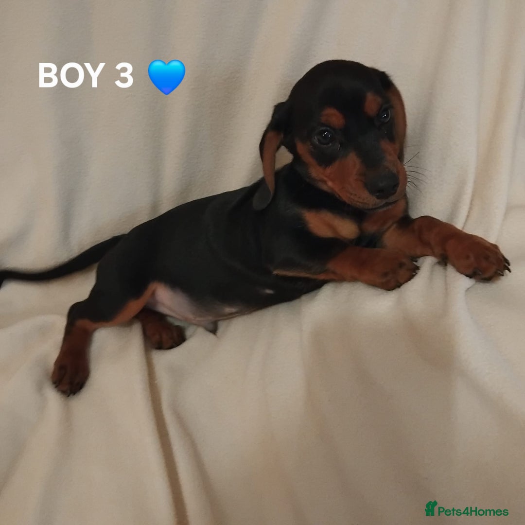 Dachshund dogs for sale: Pedigree miniature dachshunds - Image 13