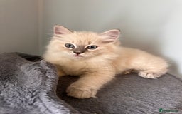 Ragdoll cats for sale: Ragdoll female kitten READY TO GO - Image 2