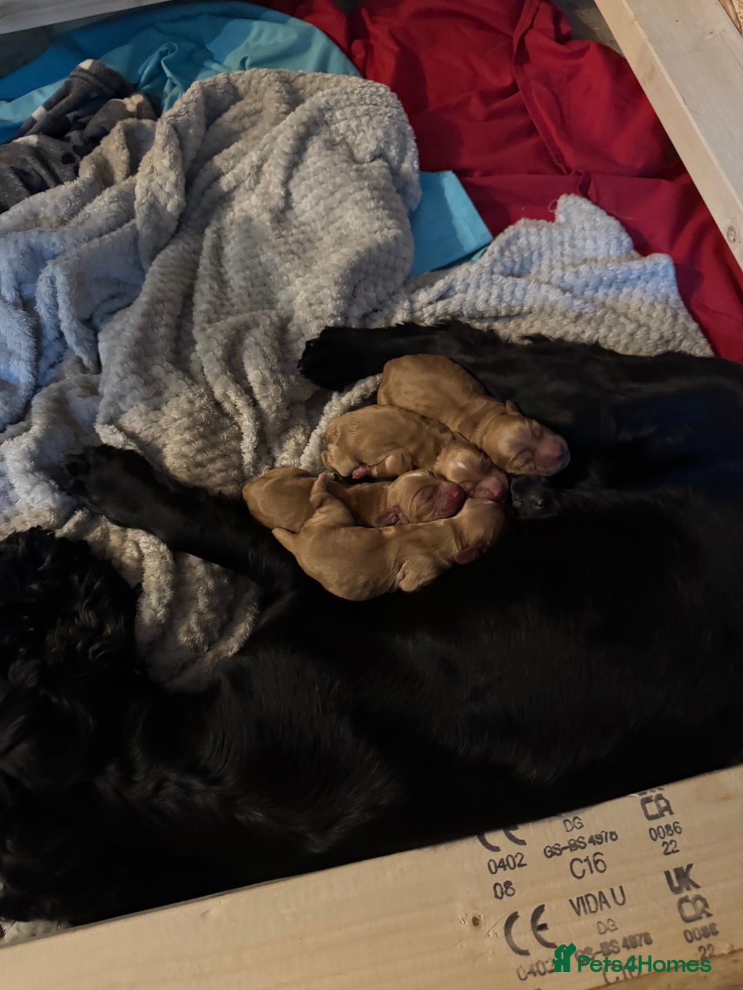 Cocker Spaniel dogs for sale: 2 black male working cocker spaniel puppies  - Advert 2