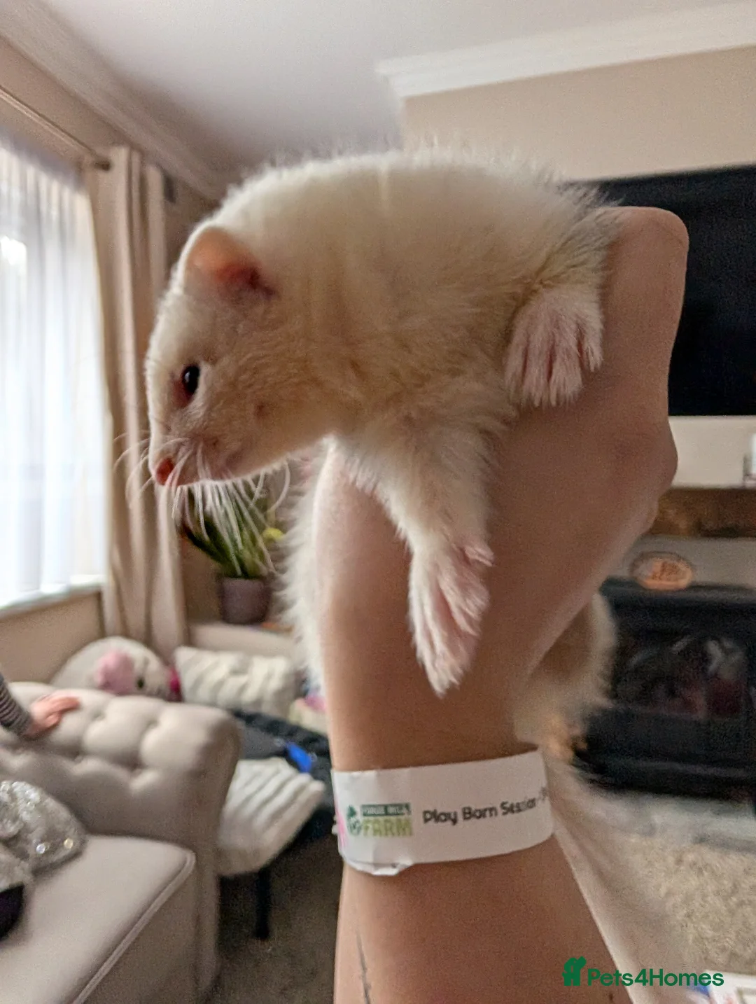 Ferret rodents for sale: Friendly ferret 9 week old for sale - Advert 3