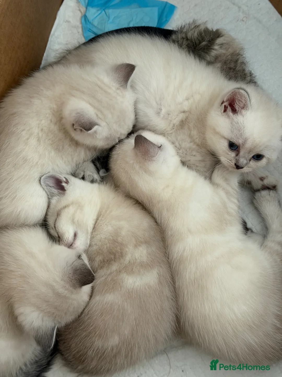 Mixed Breed cats for sale: Beautiful mixed breed kittens for sale  - Advert 7