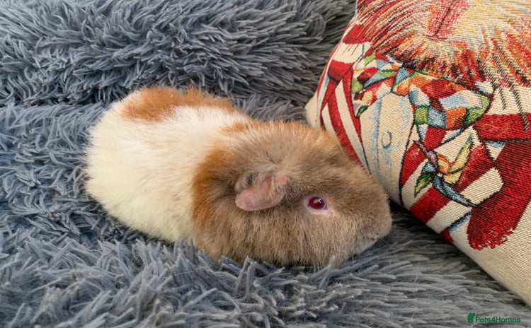 Guinea Pig rodents - Advert 10