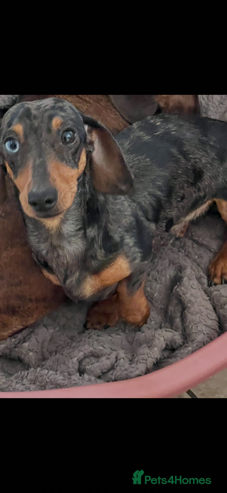 Miniature Dachshund dogs SILVER DAPPLE STUD KC - Advert 22