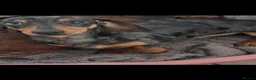 Miniature Dachshund dogs for stud: SILVER DAPPLE STUD KC - Advert 1