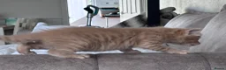 Mixed Breed cats for sale: ✨ 🐾 Kittens ready from today 🐾✨ - Advert 22