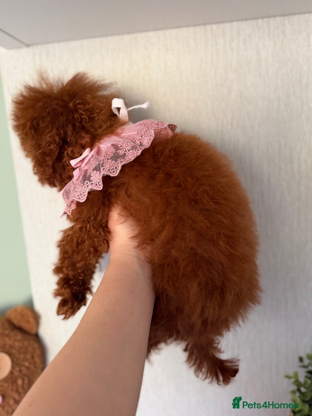 Poodle dogs for sale: Asian girl looking for 🏡 - Advert 10