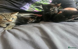 Mixed Breed cats for sale: 2 playful male kittens  - Image 2