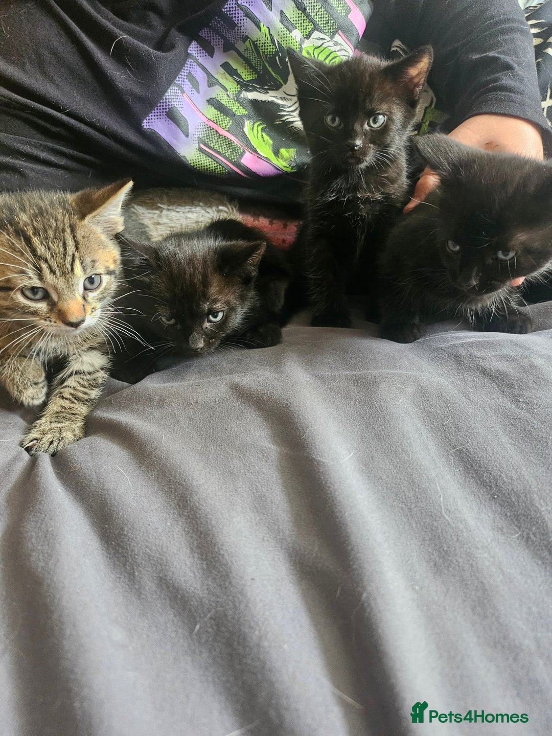 Mixed Breed cats for sale: 2 playful male kittens  - Image 2