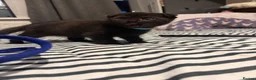 Scottish Fold cats for sale: ScottishFold and BSH kittens  - Advert 27