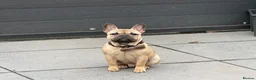 French Bulldog dogs for sale: French bulldog male  - Advert 1