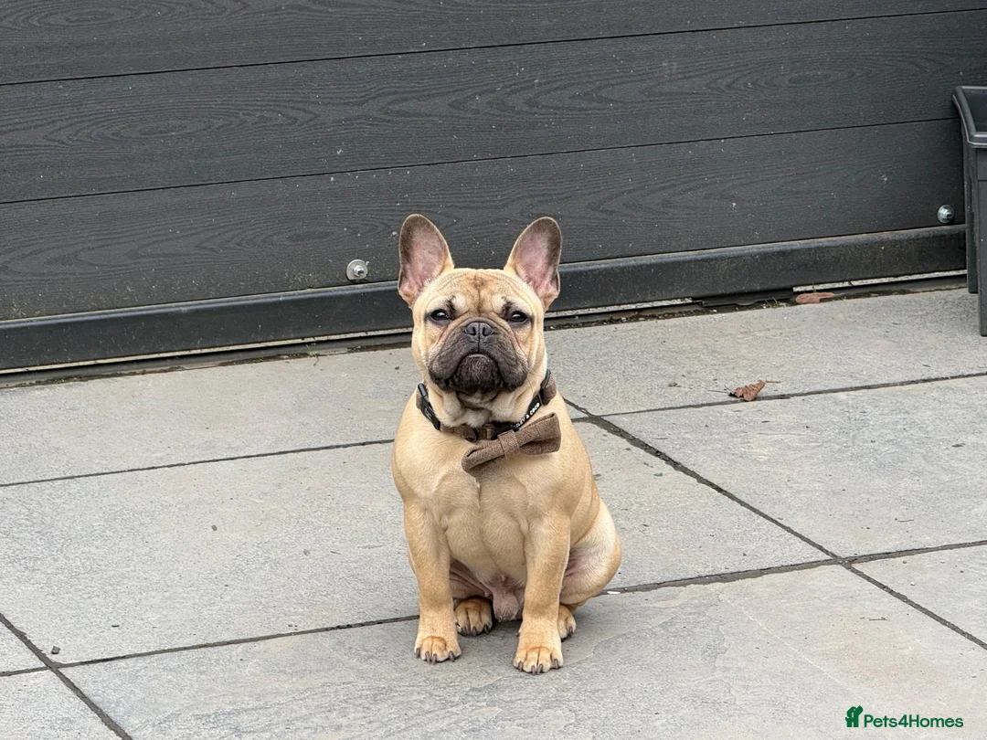 French Bulldog dogs for sale: French bulldog male  - Advert 1