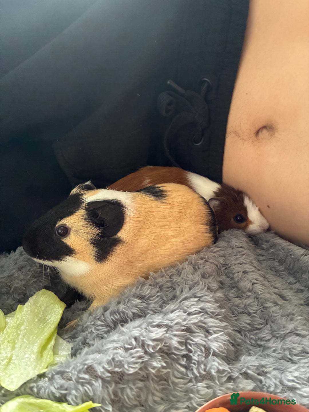 Guinea Pig rodents for sale: Two male guinea pigs - Advert 2