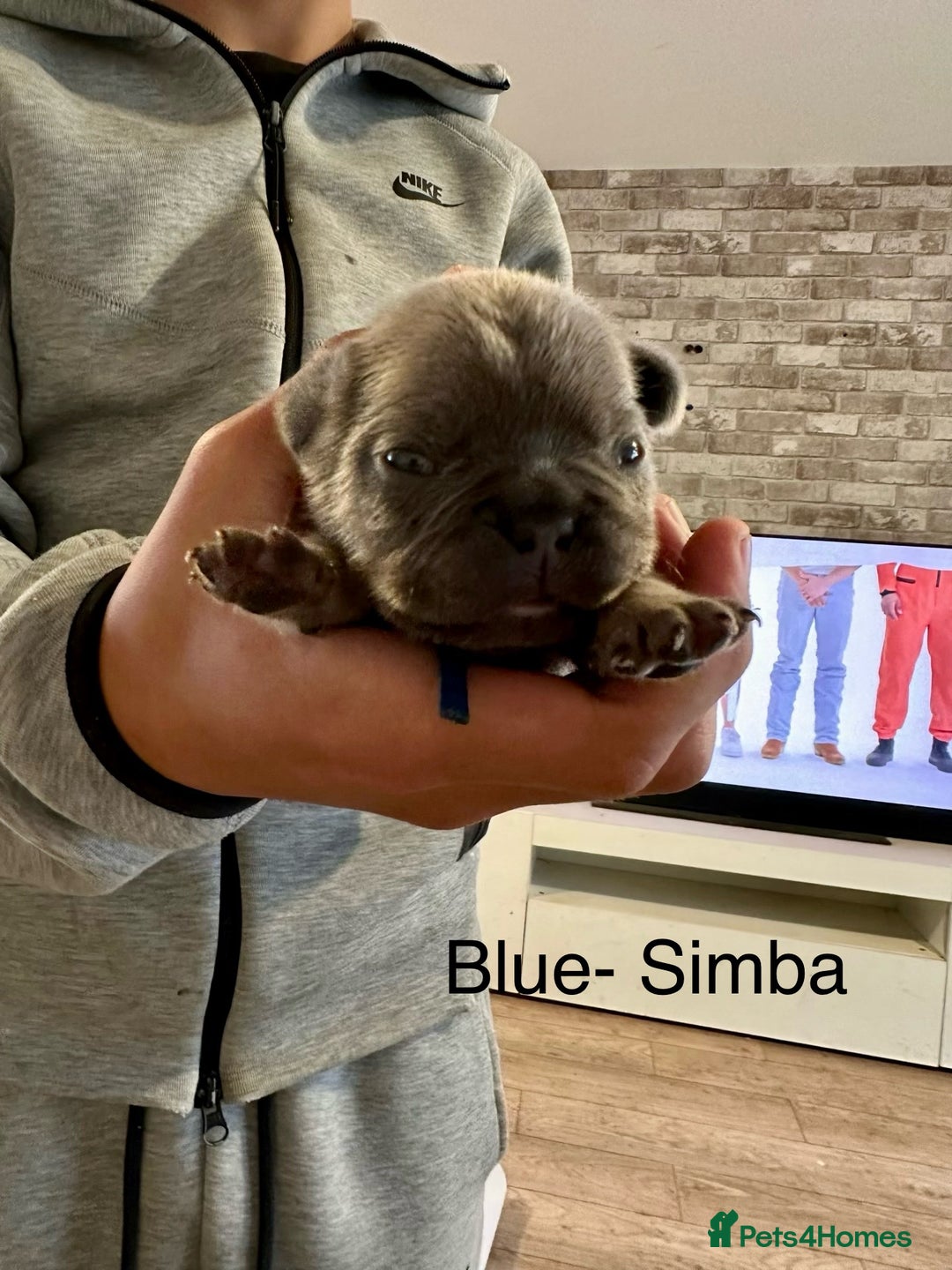 French Bulldog dogs for sale: 5 Beautiful French Bulldog Puppies  - Image 4
