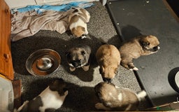 Mixed Breed dogs for sale: Akita/malamute  - Advert 10