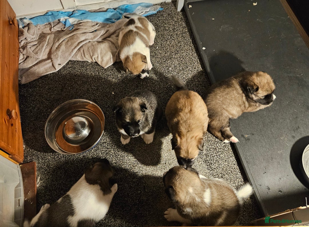 Mixed Breed dogs for sale: Akita/malamute  - Advert 10