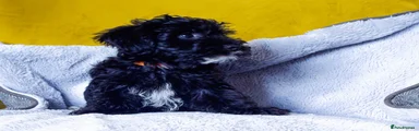 Morkie-Poo