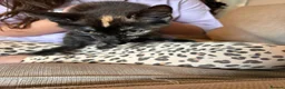 Mixed Breed cats for sale: 3 female kittens - Advert 3