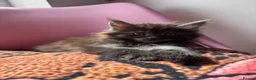 Maine Coon cats for sale: 🖤Stunning Black Smoke Maine Coon Girls - Advert 23