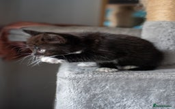 Domestic Shorthair cats for sale: Friendly kittens looking for new families - Image 8