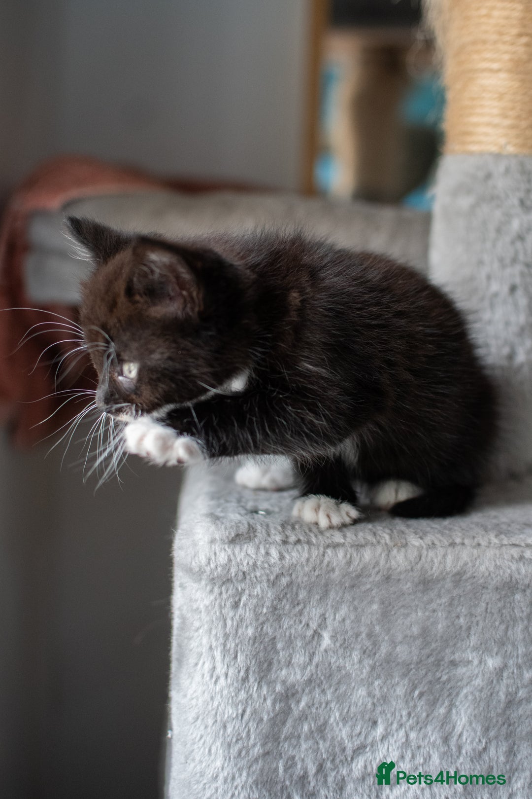 Domestic Shorthair cats for sale: Friendly kittens looking for new families - Image 8