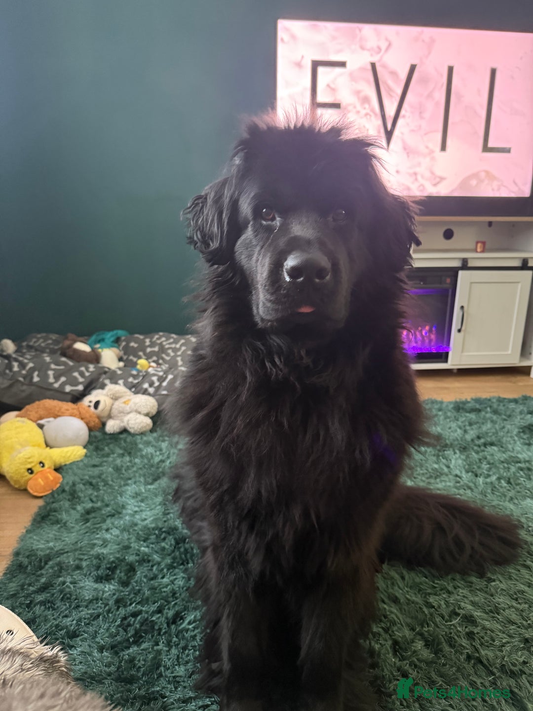 Gallery Image {{count}}