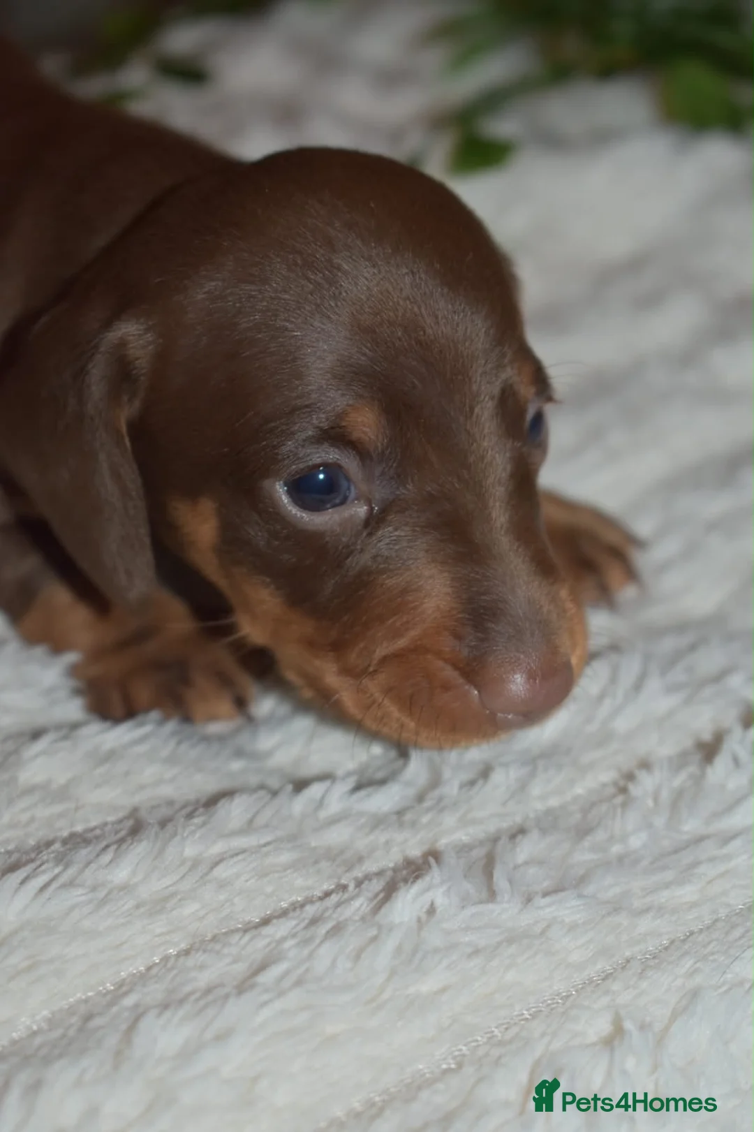 Dachshund dogs for sale: Dachshund pups  - Advert 2