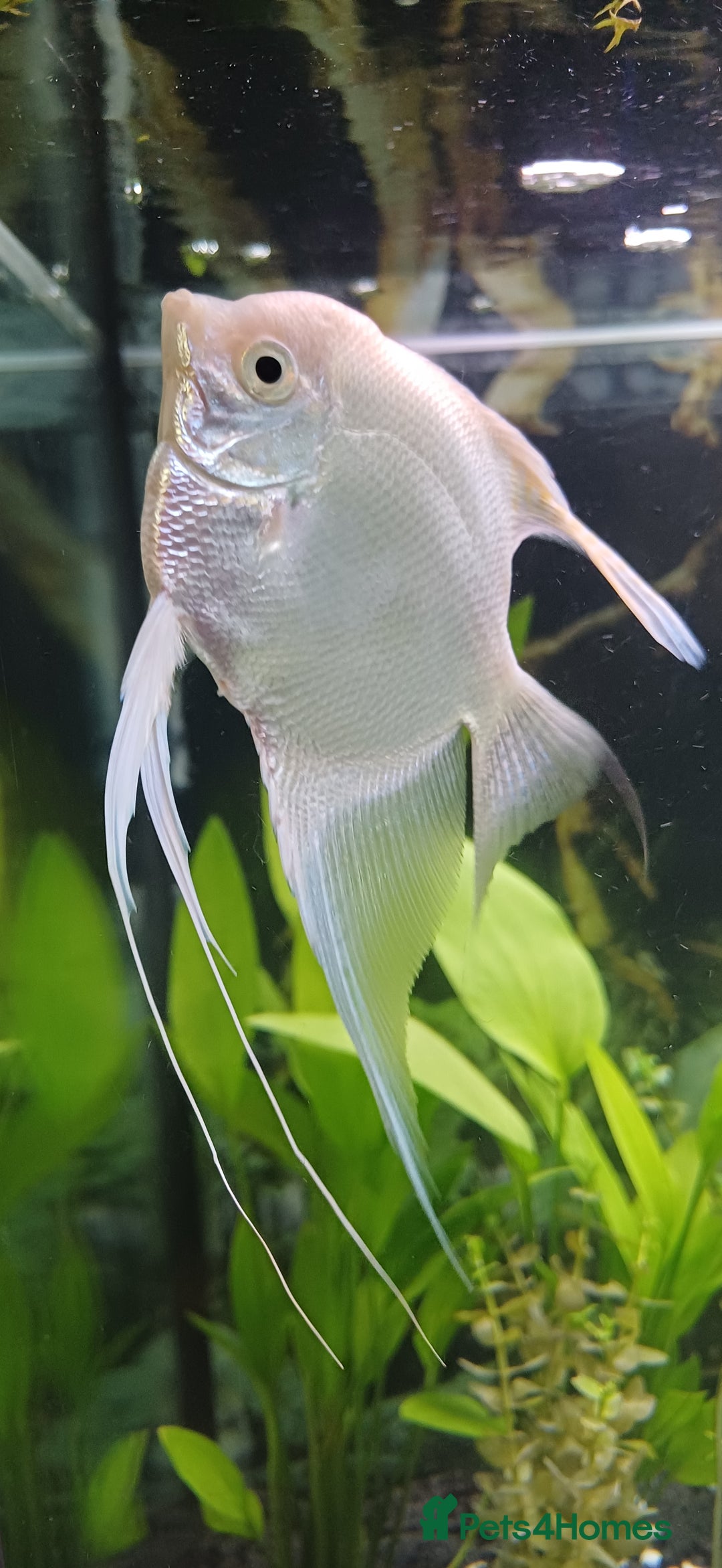 Angelfish fish for sale: White platinum blushing angelfish  - Image 5