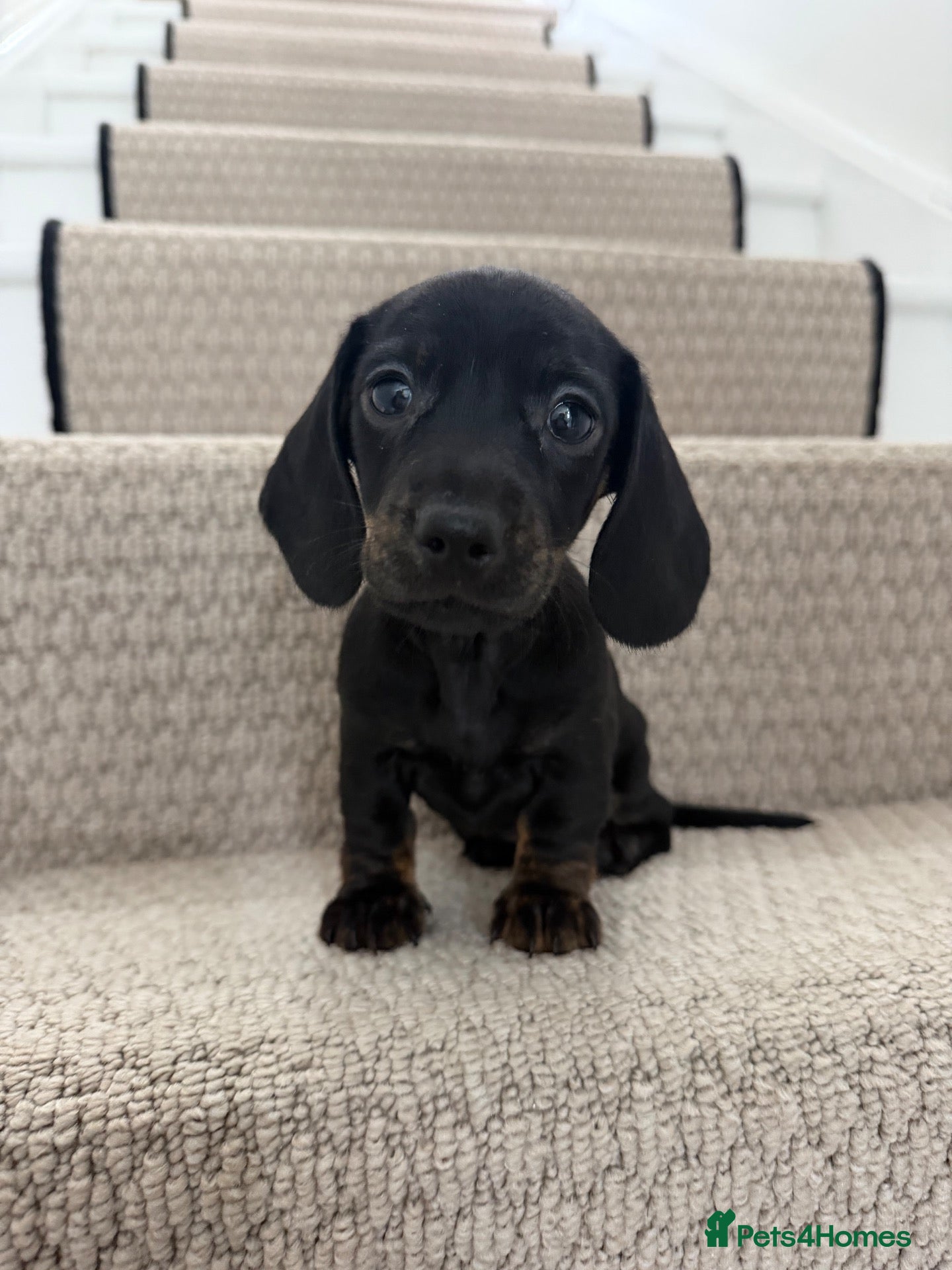 Miniature Dachshund dogs Stunning true mini KC Dachshund puppies - Advert 15
