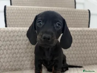 Miniature Dachshund dogs Stunning true mini KC Dachshund puppies - Advert 15