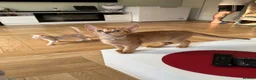Abyssinian cats for sale: Abyssinian kittens  - Advert 10