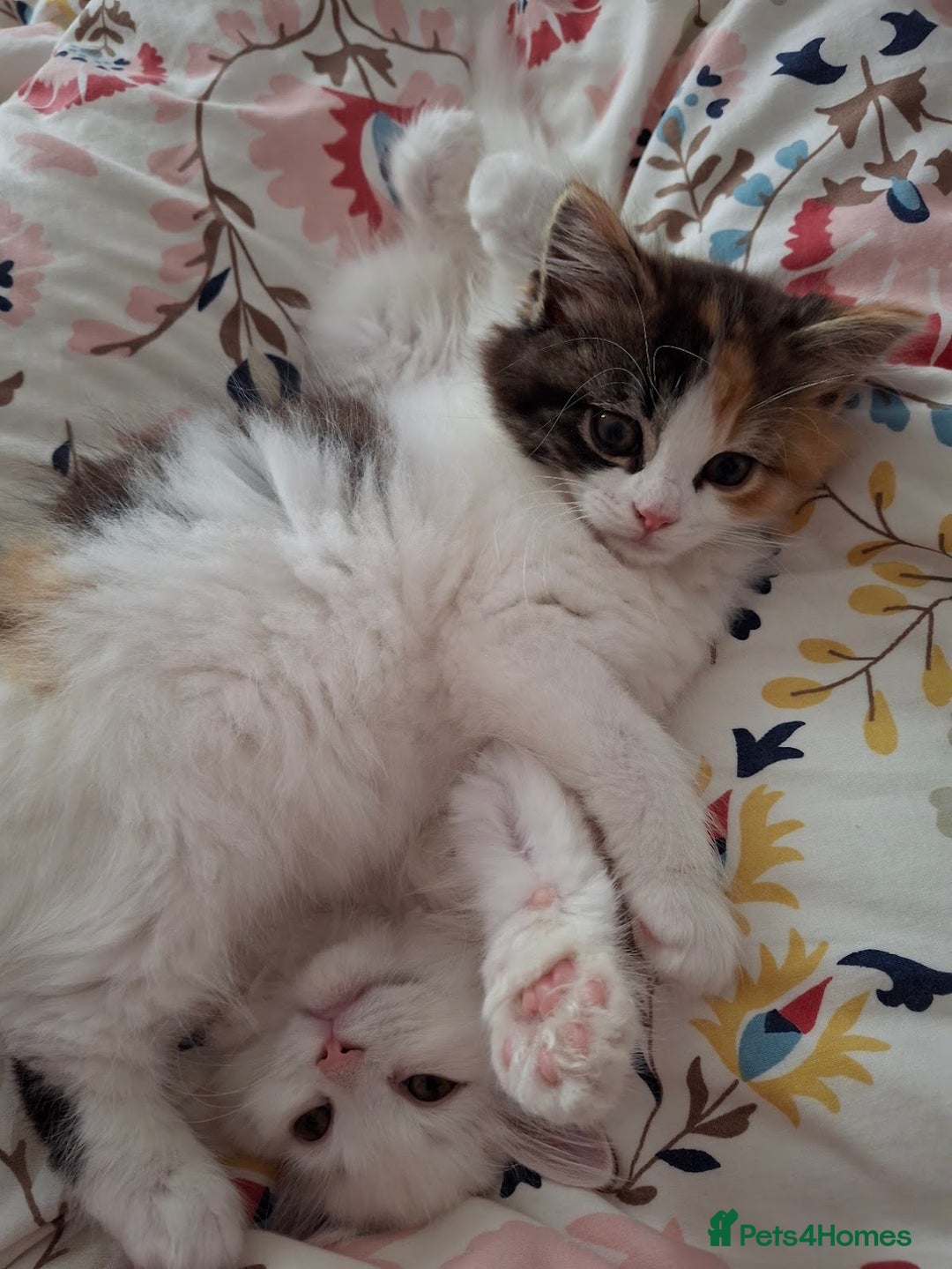 Turkish Angora cats for sale: Beautiful Turkish Angora Calico Female Kitten - Image 7