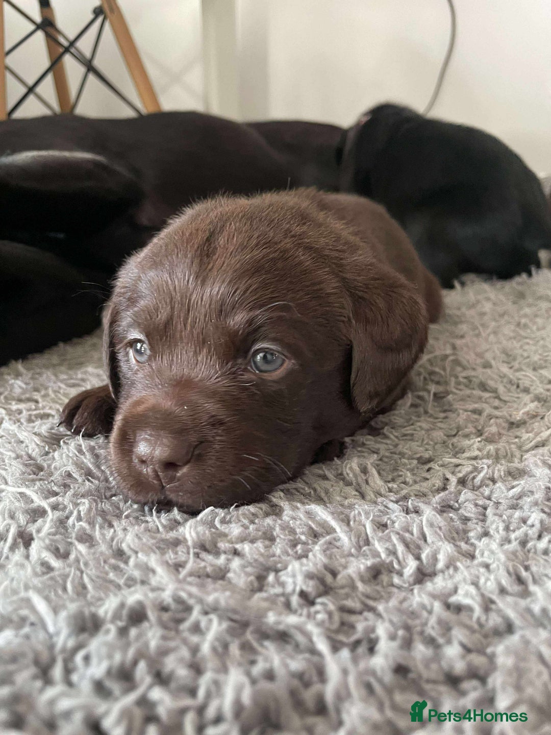 Labrador Retriever dogs for sale: Healthy Labrador Puppies Looking for Forever Homes - Advert 14