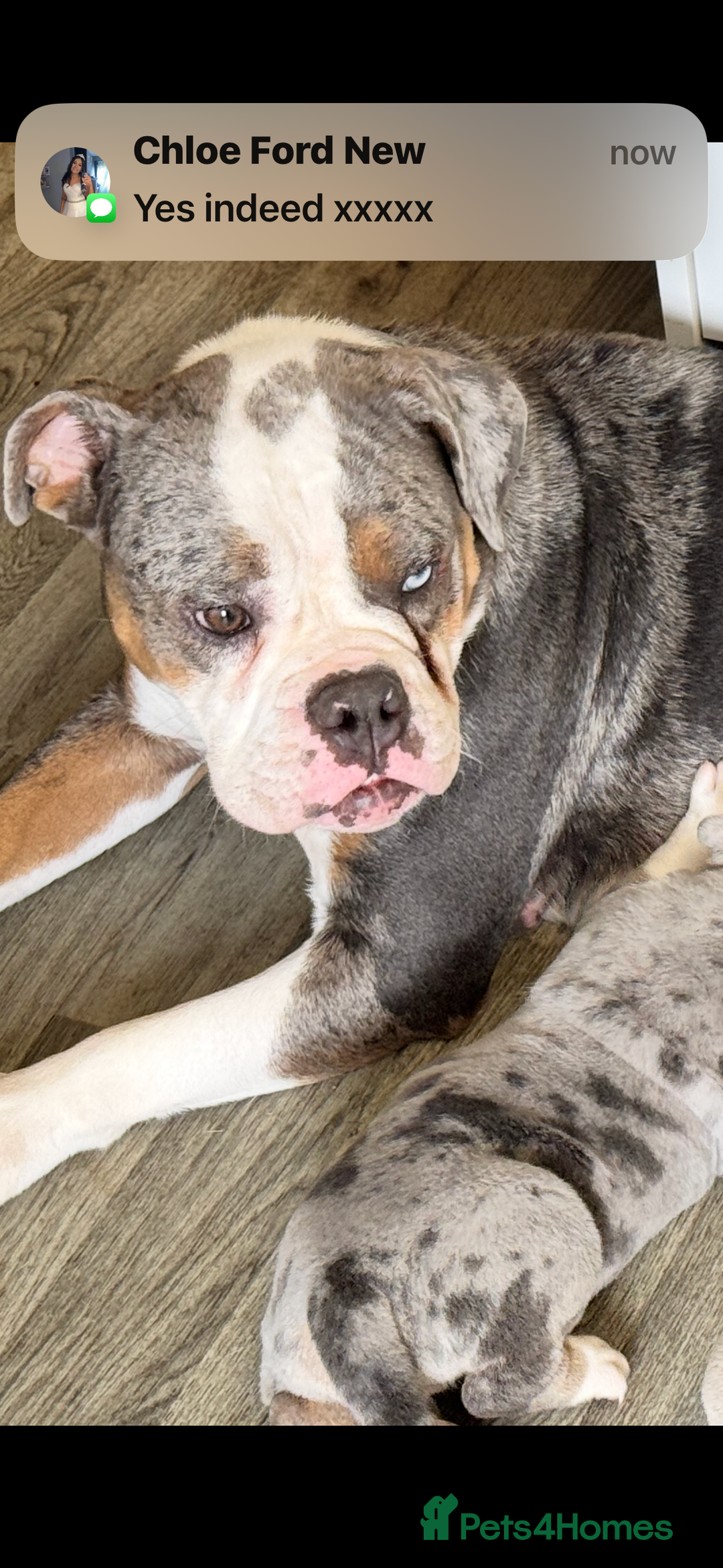 Olde English Bulldogge dogs for sale: Male old English bulldog - Advert 1