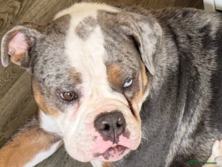 Olde English Bulldogge dogs Male old English bulldog - Advert 1