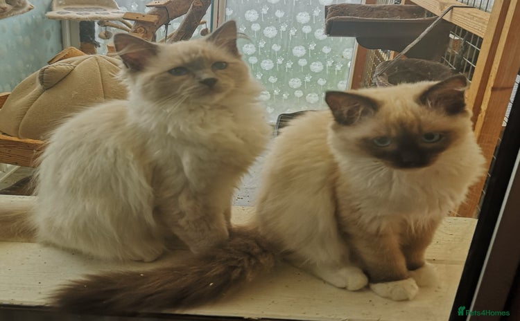Ragdoll cats - Advert 4