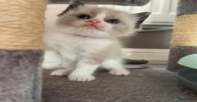 Ragdoll cats - Advert 7