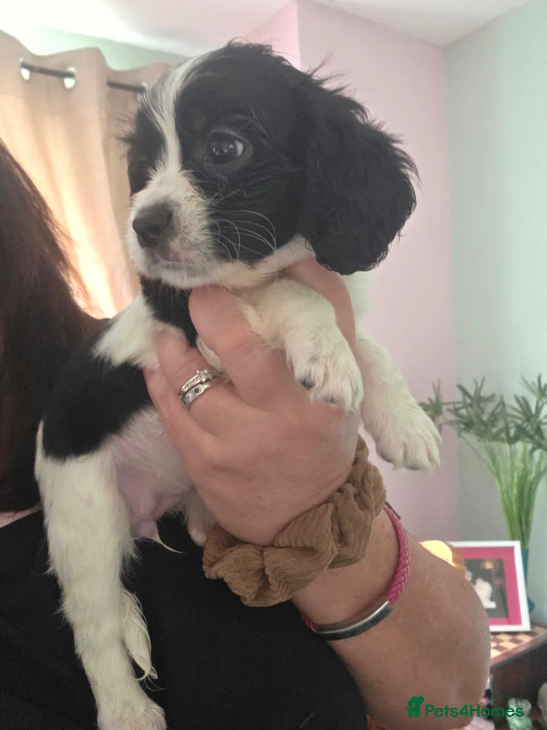 Cavapoo dogs for sale: Cavapoo girl - Advert 1