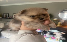 Pomeranian dogs for sale: 💙 Adorable Merle Pomeranian Puppy for Sale 💙 - Image 7