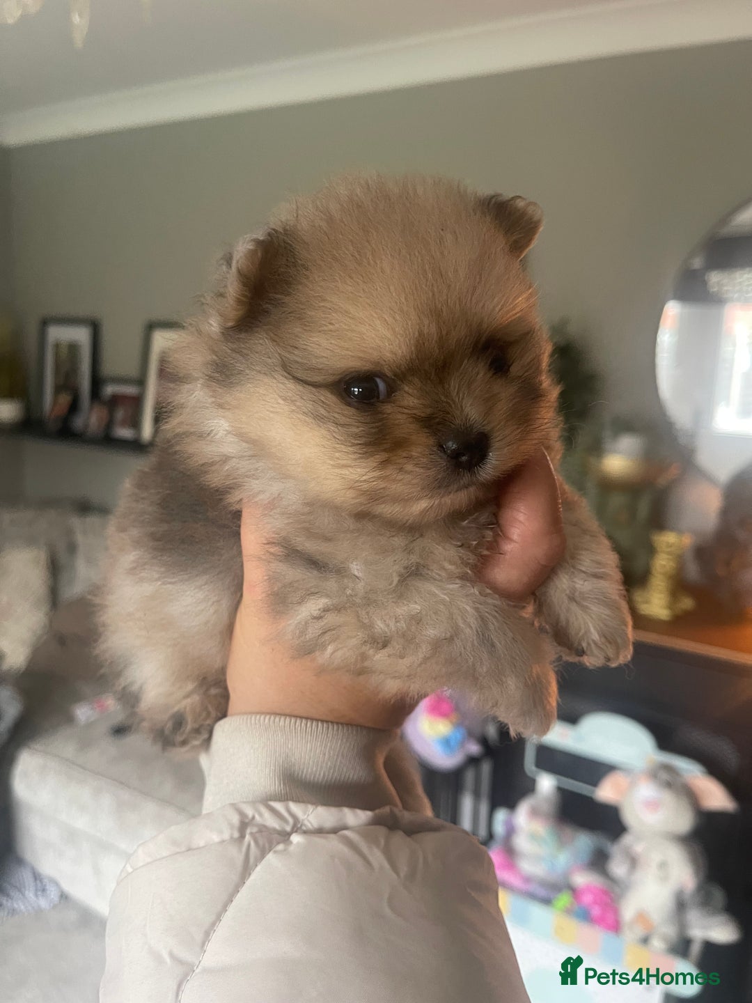 Pomeranian dogs for sale: 💙 Adorable Merle Pomeranian Puppy for Sale 💙 - Image 7